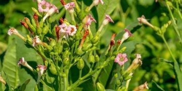 Tari Lahbako, Bentuk Syukur dan Apresiasi terhadap Petani Tembakau di Jember