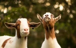 Begini Rasanya Bertetangga dengan Kandang Kambing