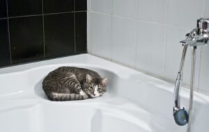 Punya Kucing Tenang Saat Mandi Adalah Privilese