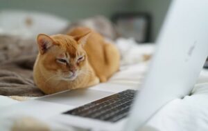 5 Rekomendasi Film Tentang Kucing yang Bikin Kita Makin Sayang Anabul