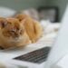 5 Rekomendasi Film Tentang Kucing yang Bikin Kita Makin Sayang Anabul Terminal Mojok