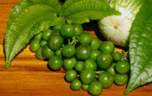 Perjalanan Sayur Leunca: Dari Obat Jadi Lalapan Khas Sunda