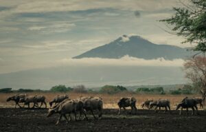 4 Lokasi Wisata Banyuwangi yang Paling Cocok untuk Pacaran Low Budget