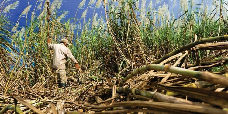 Menanam Tebu Ternyata Nggak Semanis Rasanya