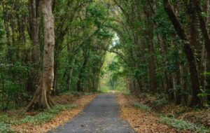 3 Rekomendasi Wisata Mistis di Jawa Timur yang Wajib Dikunjungi, Bukan Cuma Alas Purwo!