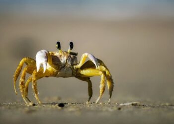 Crab Mentality: Mentalitas Toksik Hasil dari Ketakutan yang Berlebihan