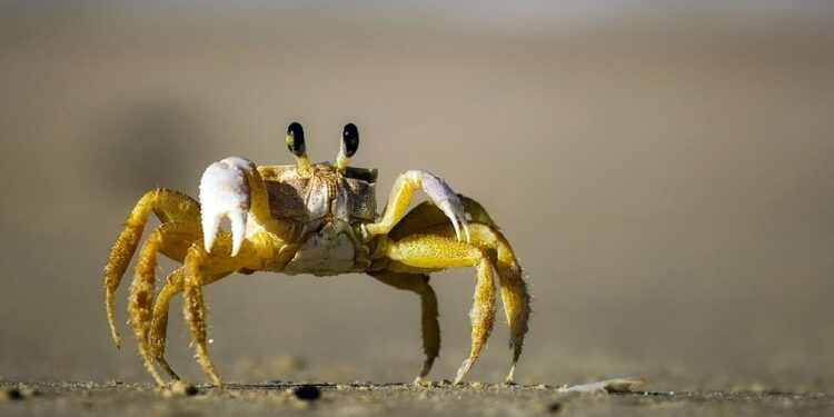Crab Mentality: Mentalitas Toksik Hasil dari Ketakutan yang Berlebihan