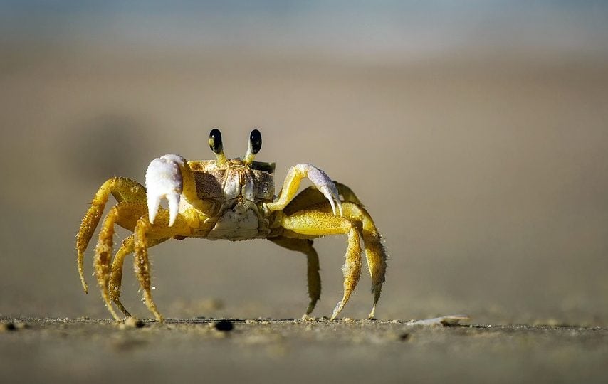 Crab Mentality: Mentalitas Toksik Hasil dari Ketakutan yang Berlebihan