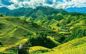 Hanya Orang Tangguh yang Sanggup Tinggal di Dekat Sawah