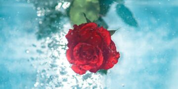 Manfaat Air Mawar, Si All-Rounder Bidang Kecantikan dan Kesehatan Terminal Mojok