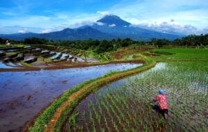 3 Hal yang Tak Bisa Dilakukan di Magelang