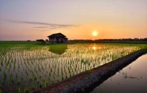 Pengalaman Saya 18 Tahun Tinggal di Depan Sawah
