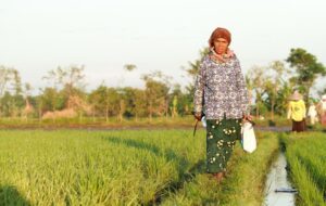 50 Kosakata yang Sering Digunakan Masyarakat Madura Swasta dalam Interaksi Sehari-hari