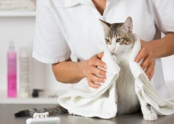 6 Tips Aman Grooming Kucing Sendiri untuk Pemula