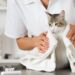 6 Tips Aman Grooming Kucing Sendiri untuk Pemula