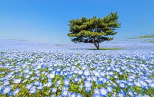 Hitachi Seaside Park, Tempat Mekarnya Bunga-bunga Indah di Tepi Samudra