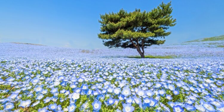 Hitachi Seaside Park, Tempat Mekarnya Bunga-bunga Indah di Tepi Samudra