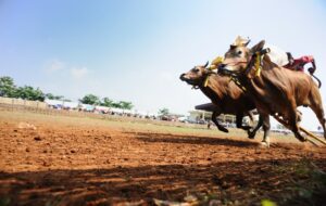 Krisis Rumput Pakan Sapi di Madura Itu Bukan Hal Sepele, Masak Nyari Rumput Aja Harus Melintasi Suramadu?