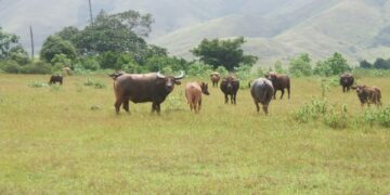Kerbau Moa, Varietas Ternak Unggulan dari Pulau Terluar Indonesia