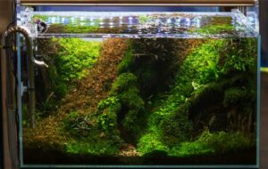 Tips Membuat Aquascape bagi Pemula dengan Bujet Minim