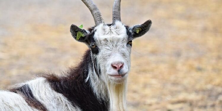 Kenapa Tokoh Masyarakat Sering Kebagian Kepala Kambing Saat Iduladha? libur iduladha