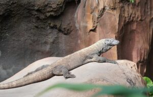 Gagal Lihat Komodo Akibat Kebijakan Tarif Mahal