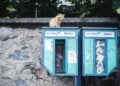 Kucing Liar Primadona dan Punya Tempat Istimewa di Istanbul (Unsplash.com)