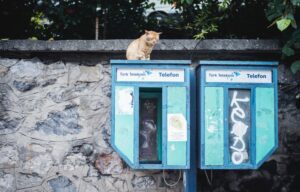 Kucing Liar: Primadona dan Punya Tempat Istimewa di Istanbul