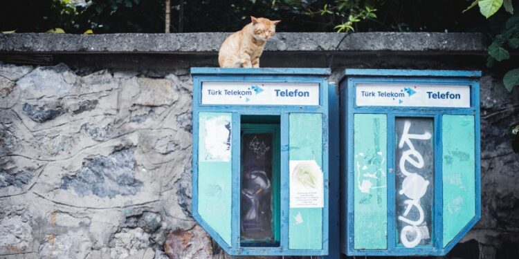 Kucing Liar Primadona dan Punya Tempat Istimewa di Istanbul (Unsplash.com)