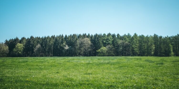 Lapangan desa. (Unsplash.com)