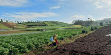 5 Makanan Khas Kabupaten Brebes yang Menggoyang Lidah