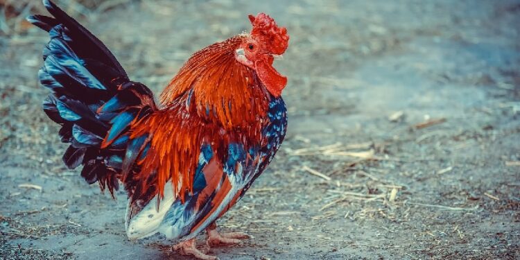 Pak Luhut, Beternak dan Berkebun itu Tidak Semudah Omongan Bapak