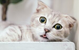 5 Alasan Saya Pede Pakai Kandang Ayam Berbahan Kayu buat Kucing Tercinta