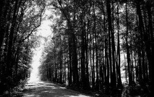 Sejarah dan Misteri Jurang Tangis, Saksi Bisu Pembantaian Paling Mengerikan di Indonesia
