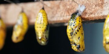 Kepompong Emas Rahasia Kecantikan Putri Kraton Terminal Mojok