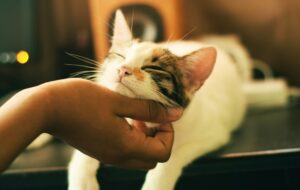 5 Kelakuan Pemilik Kucing Sok Elite yang Bikin Emosi
