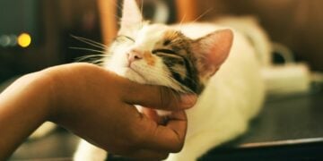 5 Kelakuan Pemilik Kucing Sok Elite yang Bikin Emosi Terminal Mojok