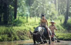 Istilah Pertanian Bahasa Madura yang Sering Dipakai di Situbondo