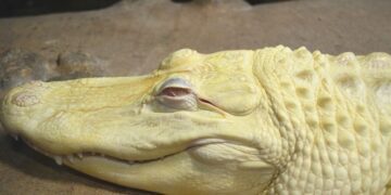 Jembatan Comal Pemalang: Jembatan Penghubung Pemalang-Pekalongan yang Penuh Misteri