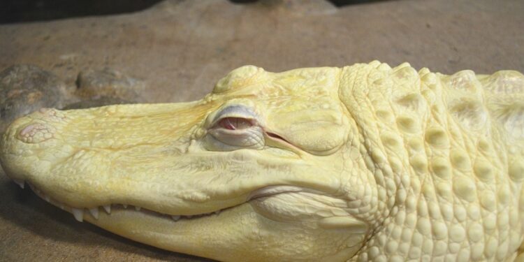 Jembatan Comal Pemalang: Jembatan Penghubung Pemalang-Pekalongan yang Penuh Misteri