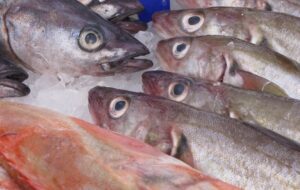 Rakyat Diminta Makan Ikan, tapi Harga Ikan di Pasaran Mahal. Halo Pemerintah, Sehat?
