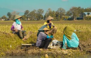 Situbondo Nggak Ada Hujan? Emang Petani di Sini Tanam Padi Pakai Air Galon?