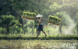 Pupuk Subsidi Makin Langka, Petani Makin Merana