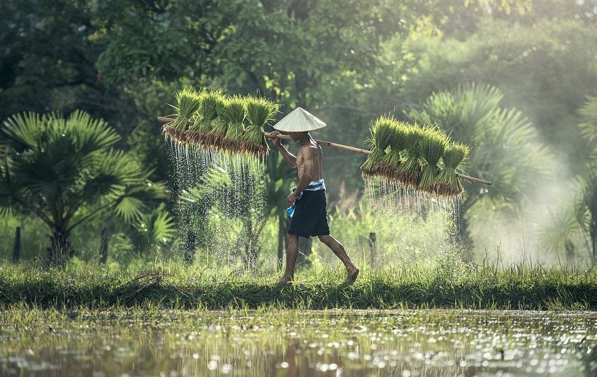 Pupuk Subsidi Makin Langka, Petani Makin Merana