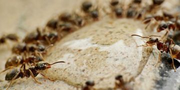 Membongkar Alasan Tersembunyi Lahirnya Si Domar, Semut Logo Indomaret