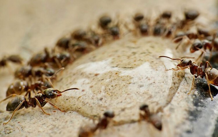 Membongkar Alasan Tersembunyi Lahirnya Si Domar, Semut Logo Indomaret