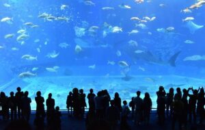 Aquarium Indonesia Pangandaran, Wisata Akuarium Raksasa yang Overrated
