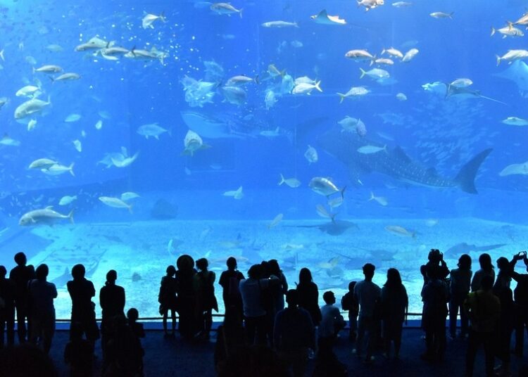 Aquarium Indonesia Pangandaran, Wisata Akuarium Raksasa yang Overrated