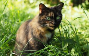 Kucing Liar Adalah Hama