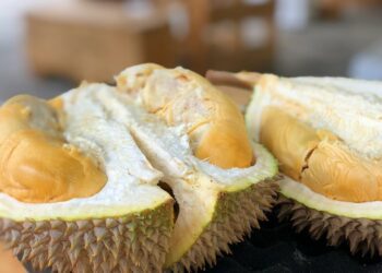 Candimulyo, Surganya Durian dari Magelang Terminal Mojok
